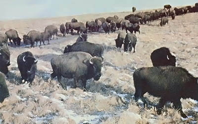 No list of bison facts can convey one admittedly subjective truth: even a small herd is impressive.